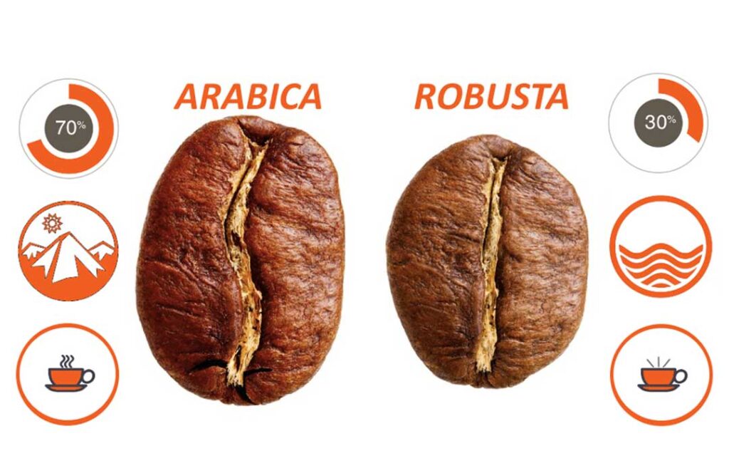 Phân biệt cà phê Robusta và cà phê Arabica