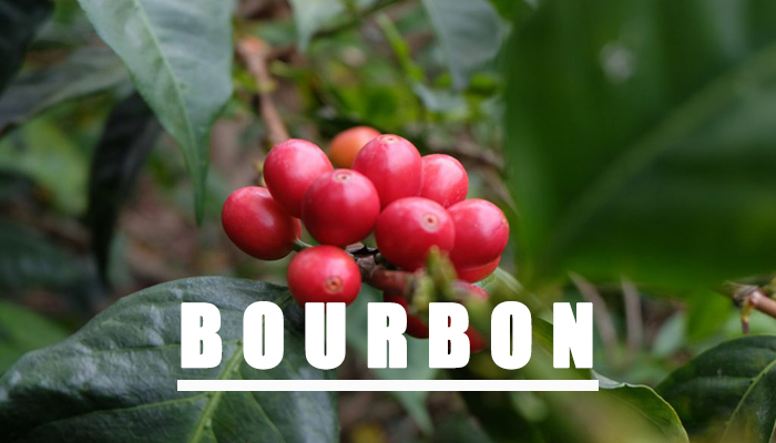 cà phê bourbon chất lượng nhất