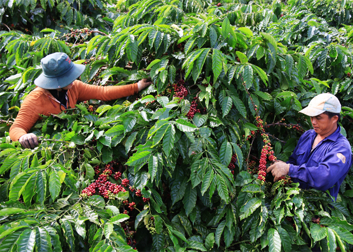 Vì sao cà phê nguyên chất Daklak nổi tiếng?-3