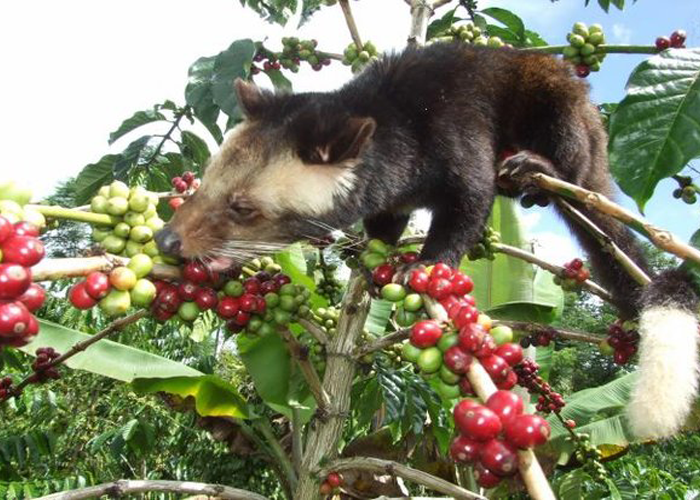 Weasel coffee Vietnam có ngon không