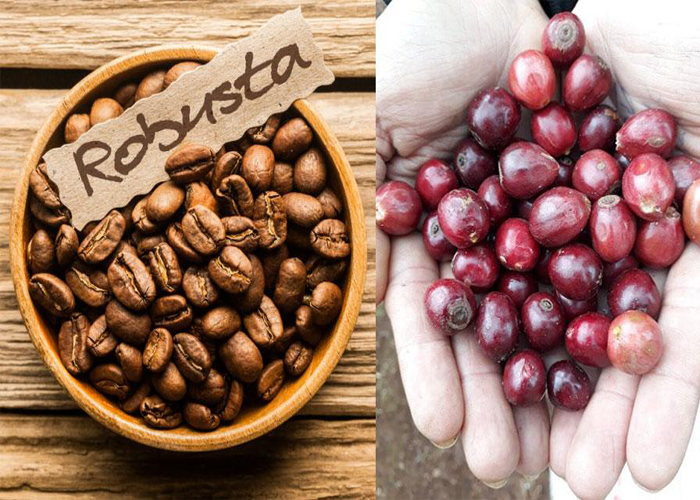 Tìm hiểu về cà phê nguyên chất Robusta-1