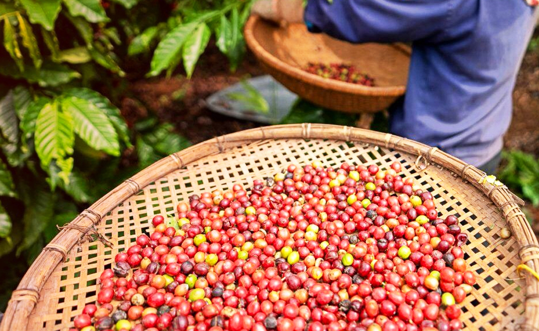 Người mua sạch – không cần nói cũng được tin?